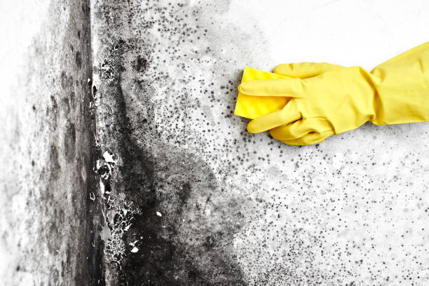 Best Residential Mold Removal  in Ramona, CA