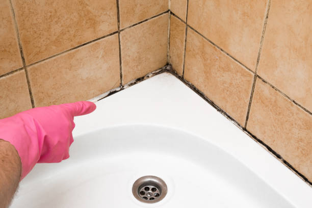 Best Attic Mold Removal  in Ramona, CA